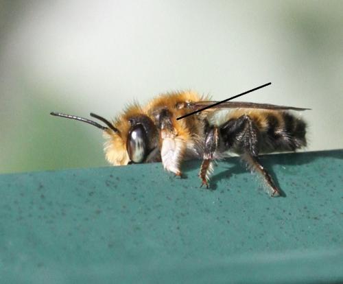 Megachile willughbiella